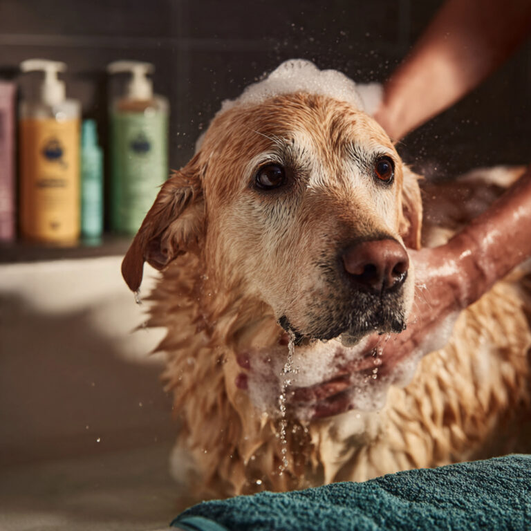 How Often Should You Bathe Your Dog or Cat?