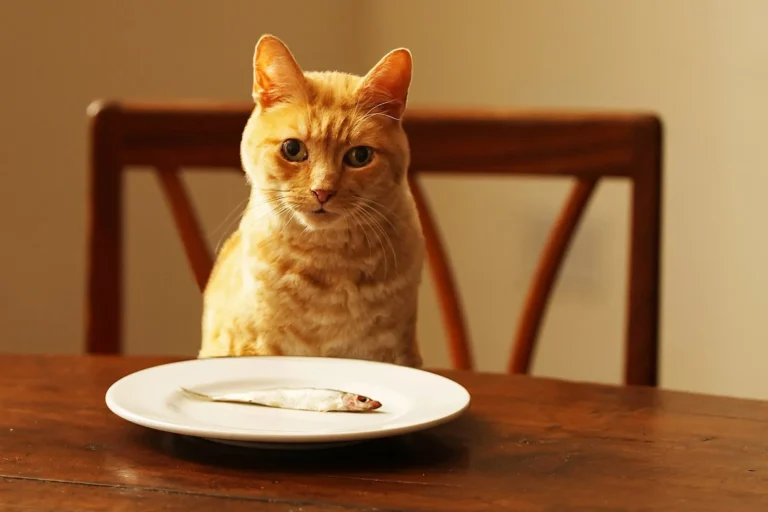 6 Best Non-Artificial Cat Foods for Indoor Cats to Support Digestion and Wellness
