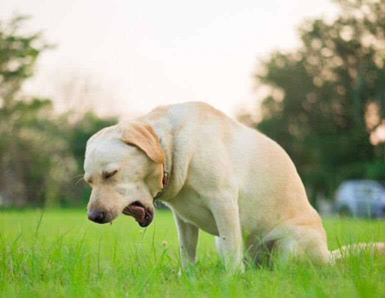 11 Common Dog Health Problems and Symptoms Every Dog Owner Should Know