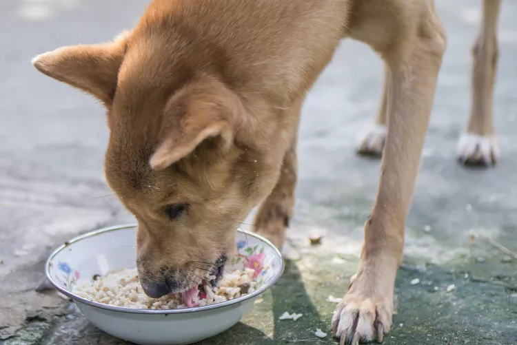 Can Dogs Eat Rice? 5 Key Benefits and Potential Risks You Should Know