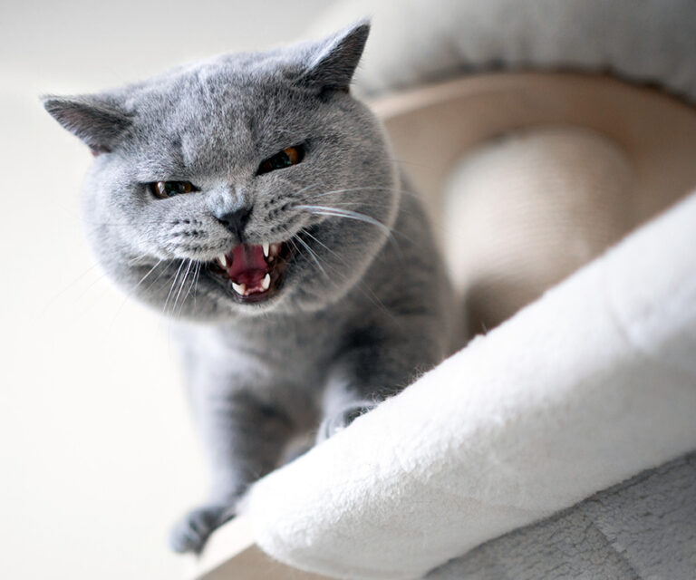 Why Is My Cat Aggressive? Common Causes and Simple Solutions That Work
