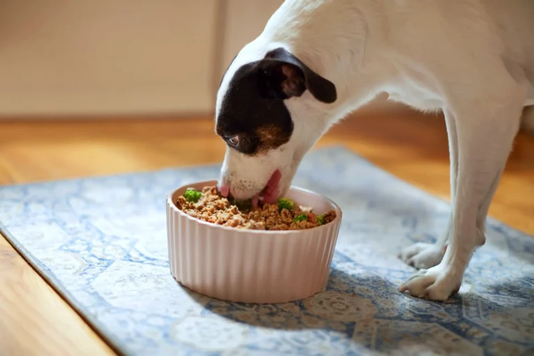 6 Easy Homemade Dog Food Recipes That Are Vet-Approved and Nutritious