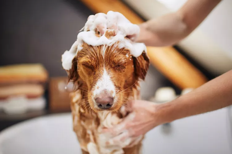 How Often Should You Bathe Your Dog or Cat?