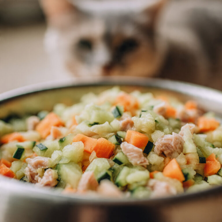 6 Best Non-Artificial Cat Foods for Indoor Cats to Support Digestion and Wellness