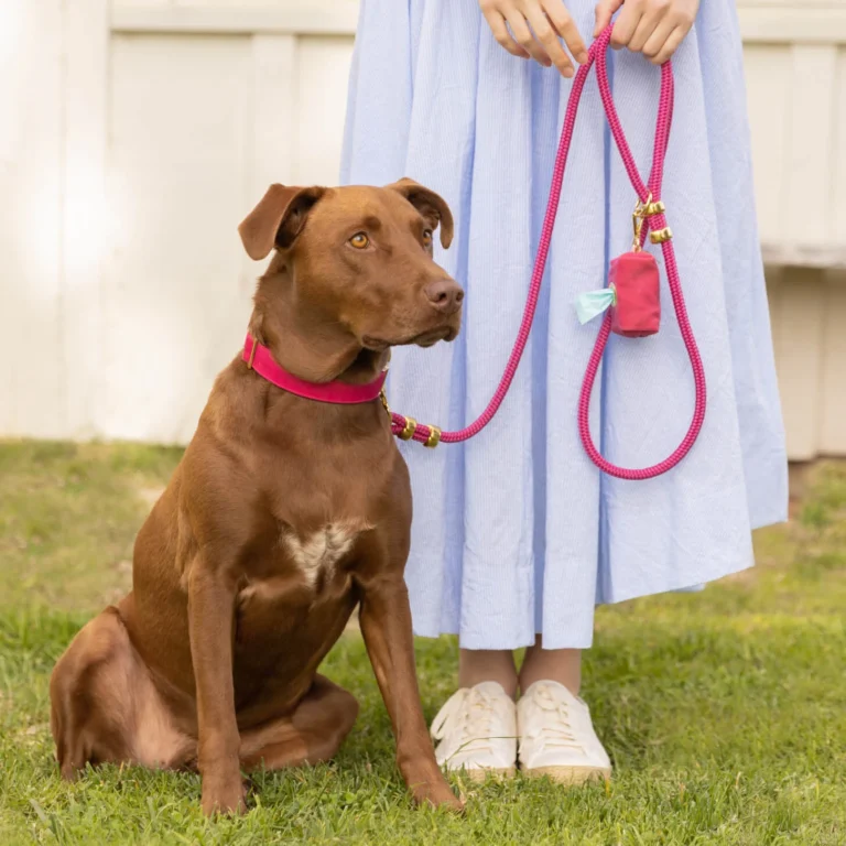 How to Properly Train a Dog to Walk on a Leash Without Pulling