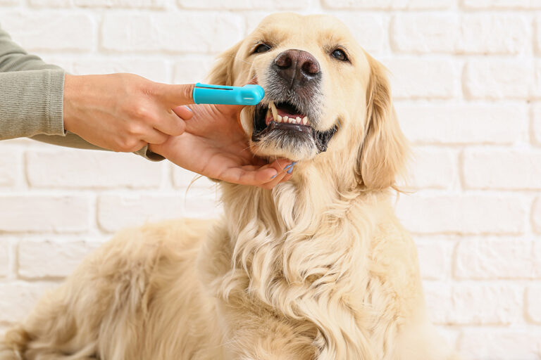 Essential Dental Health Tips for Maintaining Clean Teeth in Dogs and Cats