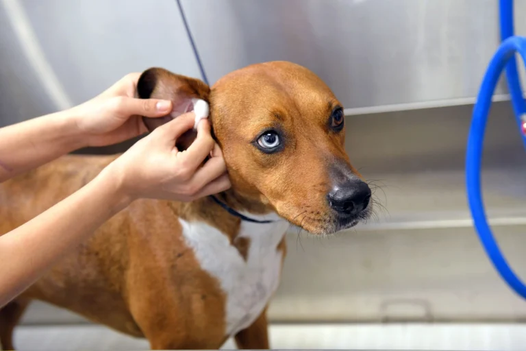 How to Clean Your Dog’s Ears Safely at Home, Step-by-Step Guide