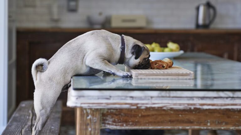 Grain-Free Dog Food: Is It Really Better for Your Pet’s Long-Term Health